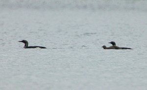 Black-throated Divers &  youngster