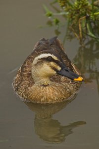 Spot-billed duck