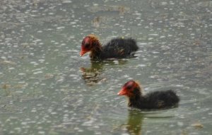 Coot/ Cute chicks