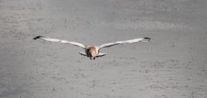 Black headed gull youngster