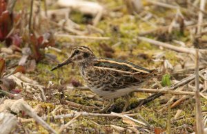 jack Snipe