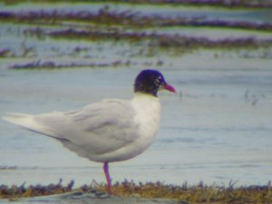 Mediterranean Gull