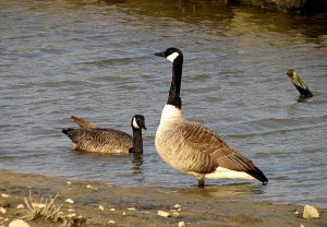 Canada Geese