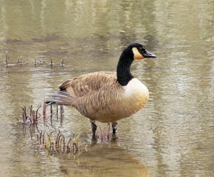 Canada Goose