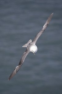 Fulmar in flight