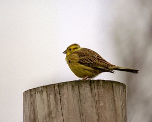 Yellowhammer