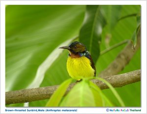 Brown-throated Sunbird