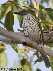 Olive-backed  oriole