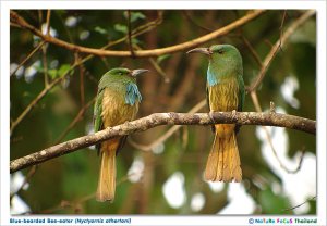 Blue-bearded Bee-eater