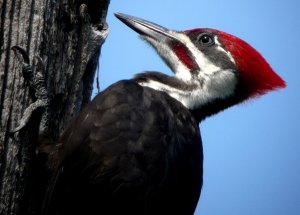 Pilleated WoodPecker