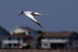 Forster's Tern