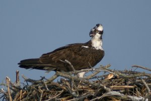 Osprey