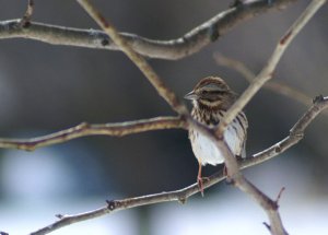 Song sparrow