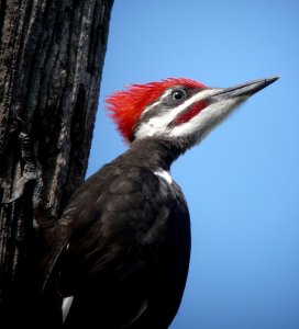 Pileated again