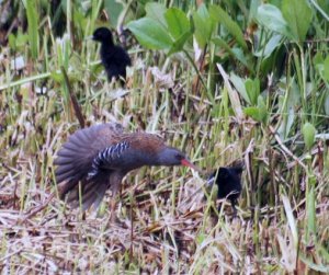 Water Rail and Chicks