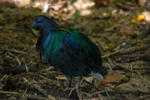 Nicobar Pigeon  - Indonesia 2006