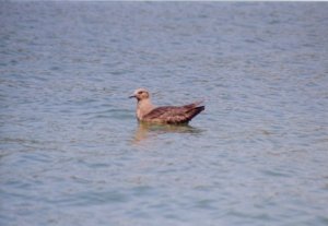 South Polar Skua in Georgia