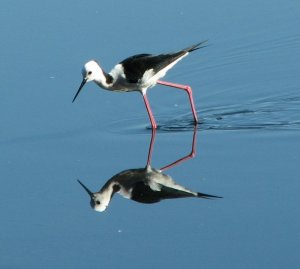 reflections of a pied stilt