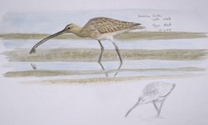 Eurasian Curlew