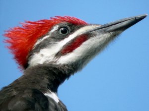 Young Male Pileated