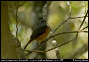 Rock Thrush to be ID'd- Pseudocossyphus sp.