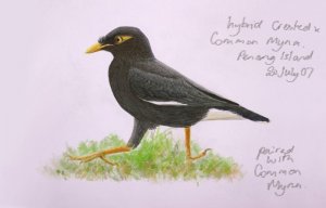 Hybrid Common x Crested Myna