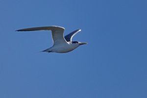 Great Crested-Tern