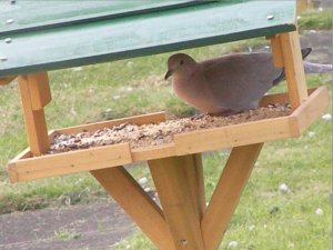 Collered Dove