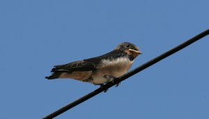 Young Swallow