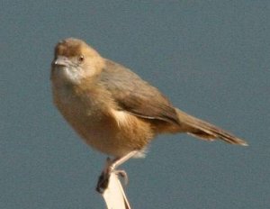 Red-faced Cisticola