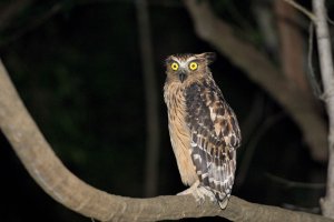 Buffy Fish Owl