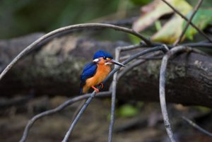 Blue-Eared Kingfisher