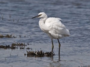 Little Egret