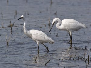 Little egrets