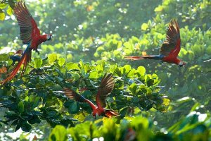 Scarlet Macaws in the Mist