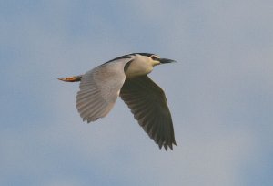 Night Heron