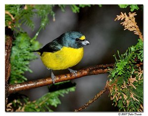 Green-chinned Euphonia