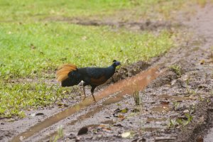 Crested Fireback