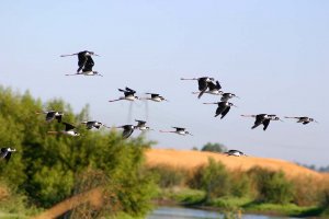 Black Necked Stilts