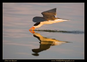 African Skimmer