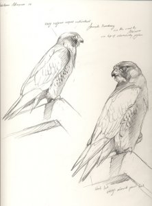 Barbary falcon Sketches , from Morrocco trip 06