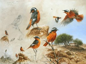 Moussiers Redstart colour studies , Acrylic on board , Andrew Ellis