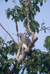 Lesser Fish-Eagle