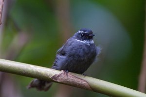 White-throated Fantail