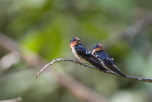 Pacific Swallow