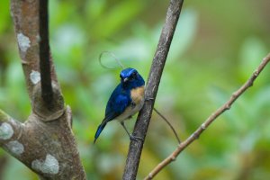 Malaysian Blue Flycatcher