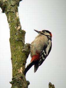 Great Spotted Woodpecker