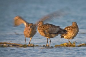 Curlew