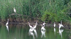 Group of Great Egrets