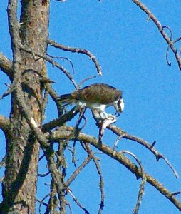 Osprey eating fish oregon